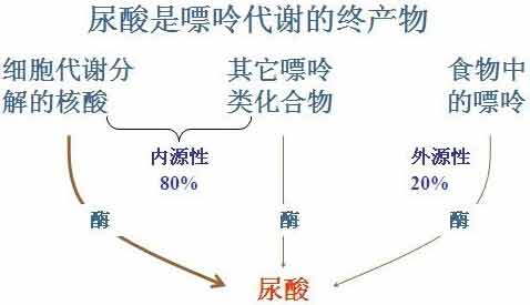 貴陽強(qiáng)直醫(yī)院尿酸形成.jpg